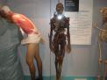 Muse de lhomme6